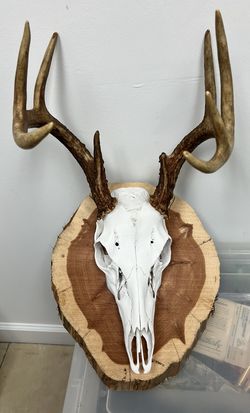 Deer Mount