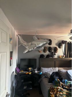 disco shark