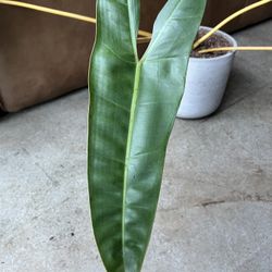 Philodendron Billietiae for sale
