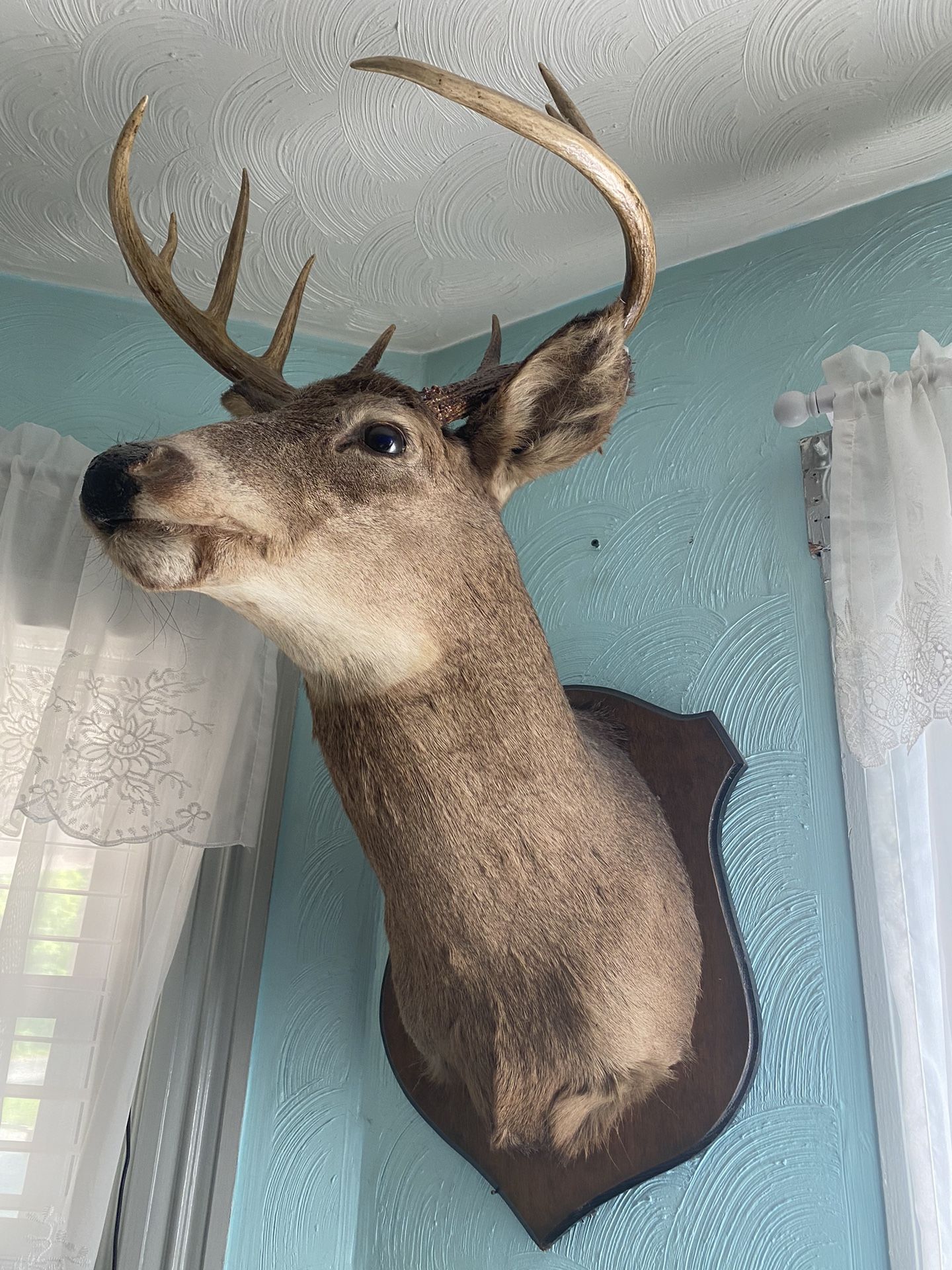 White Tails Deer Heads Taxidermy Wall Mount W/plaque Plate
