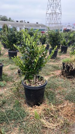Wax-leaf privet