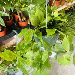 Hoya Fishtail Plant