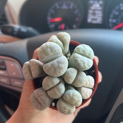 Lithops