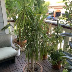Dracaena angustifolia
