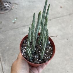 4” Pickle Cactus 