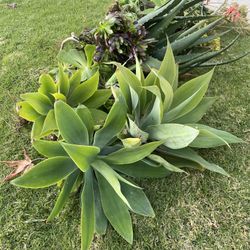 AGAVES And Aeoniums🪴