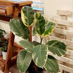 Living Plant ::: 24"H Rubber Tree on 6"H Pot ::: Indoor