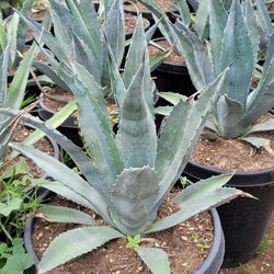 Agave Blue A
