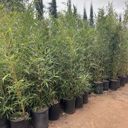 5 Gallon Size- Bamboo Plants- Approximately 4-6 Feet Tall- 