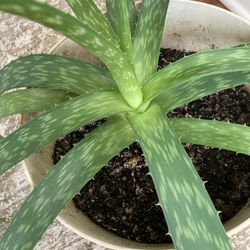 Medium large Aloe vera plant with pot  Apex 