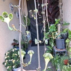 RARE Blooming  Parachute Plant $55