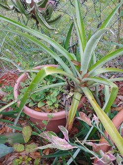 Pineapple plant
