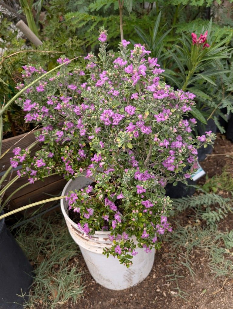 Plant