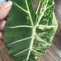 Variegated Alocasia Frydek Plant (pls Read Description Below)