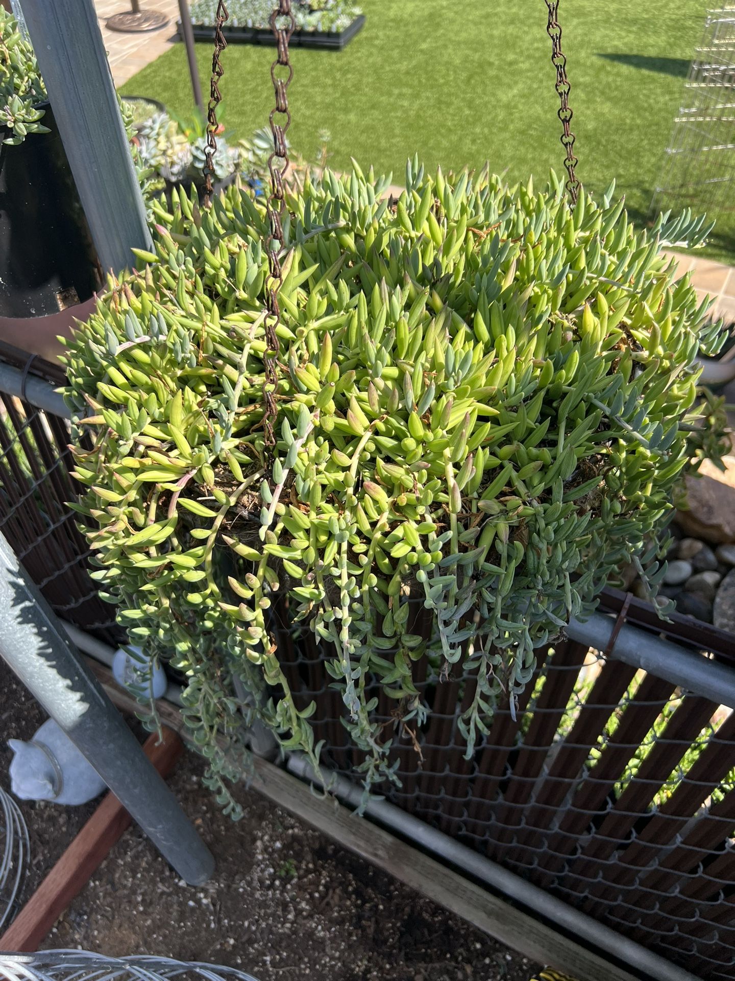 Senecio Radicans (String Of Bananas) 92126