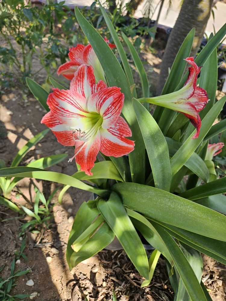 Amaryllis Plants