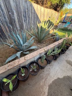 Agave, Cactus & Cuttings