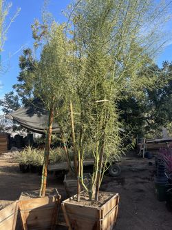 Palo Verde “desert Museum” 