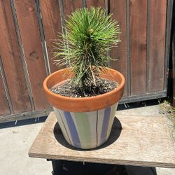 Bonsai Tree