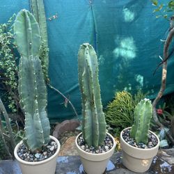 Cactus 🌵 $12 Y $9 $5 Each