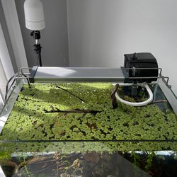 Beginner Floating Plants For Fish Tanks
