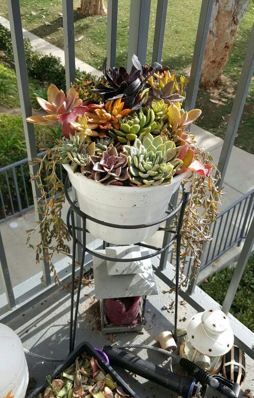 Platform Succulent arrangement