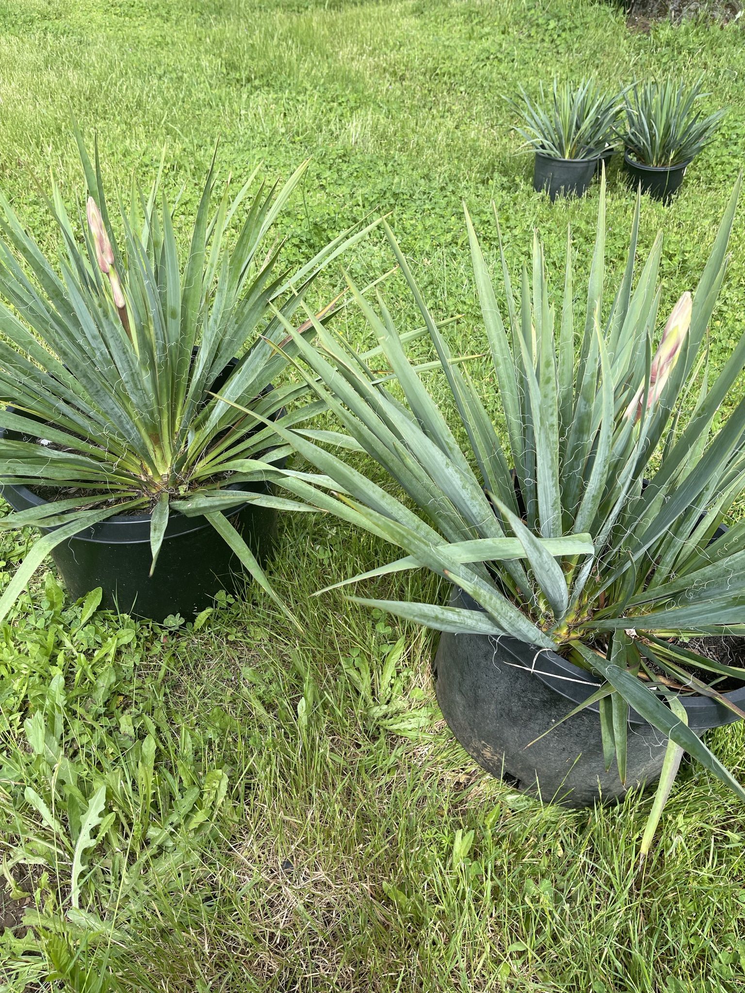 Yucca Plants 