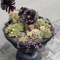 Large Succulent Arrangements $65-70
