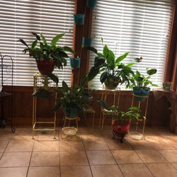 Peace Lilly Plants And Stands