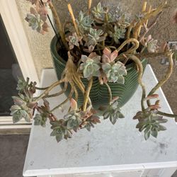 Succulents in Ceramic Pot 