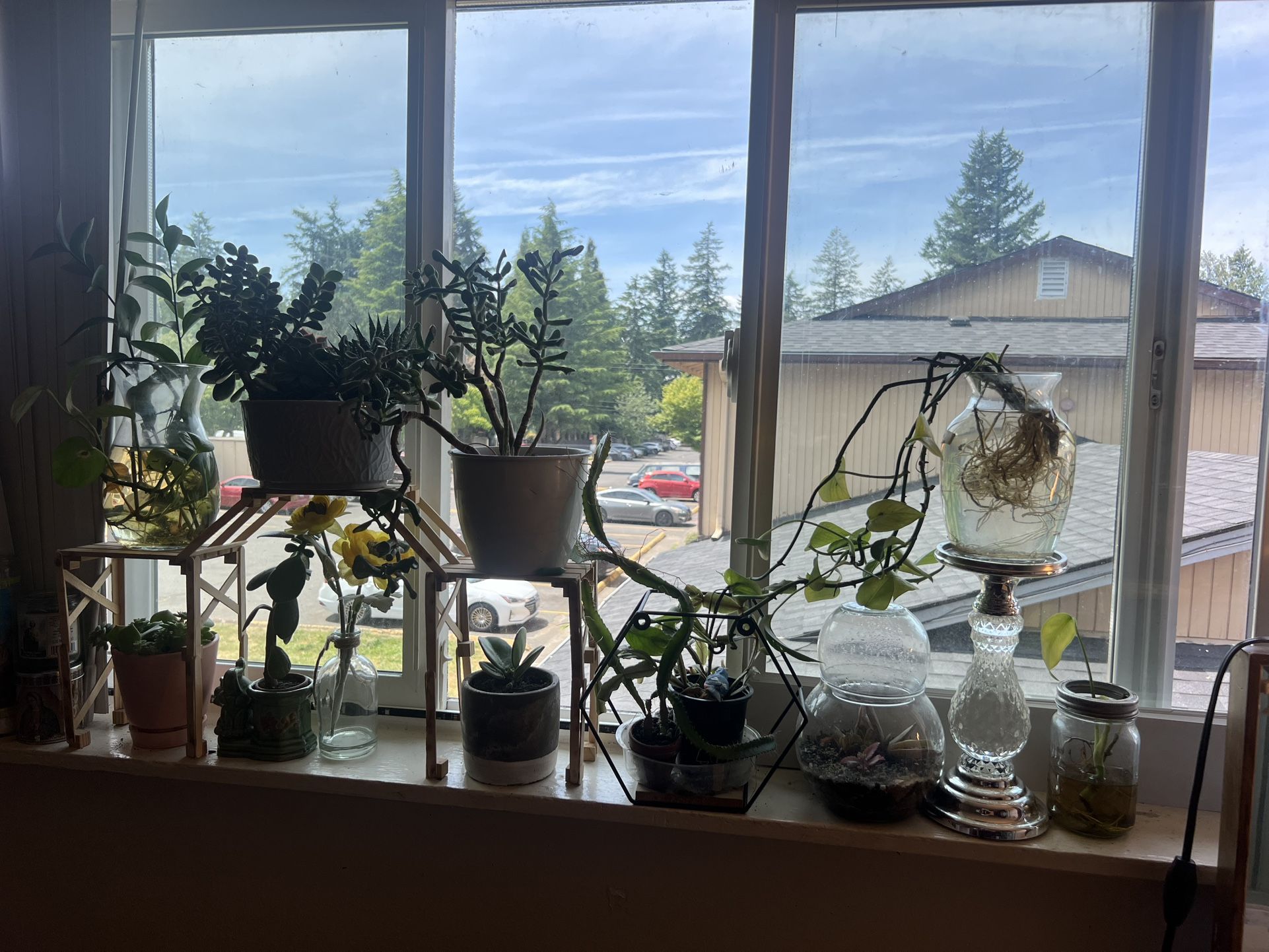Plants For Sale Ofer Please 🙏