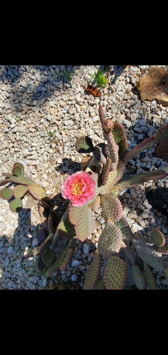Cactus Cuttings