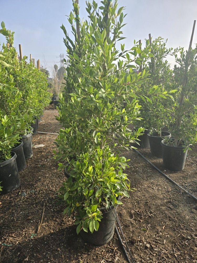Indian Laurel