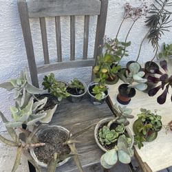 ‼️‼️Moving-out PLANTS SALE! Everything Must Go‼️‼️