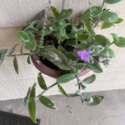 Tradescantia  Sillamontana Matuda Hanging Plant
