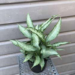 6” dieffenbachia panther