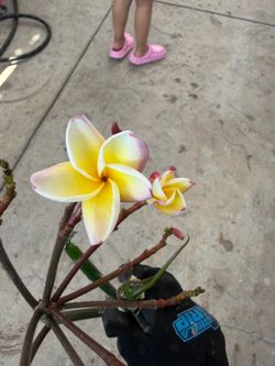 Cutting plumeria