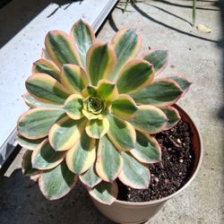 Sunburst Aeonium Succulent 