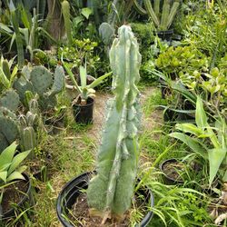 Monstrosis Apple Cactus Plant