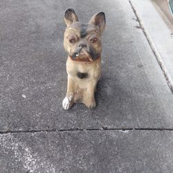 Vintage French Bulldog Carnival Price Chalkware Bank