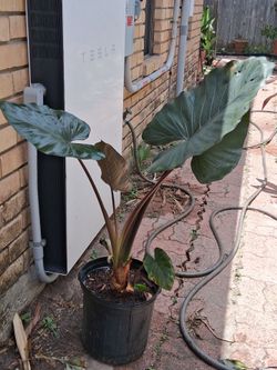 Elephant Ear Yucatan Princess