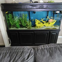 300 Gal Aquarium
