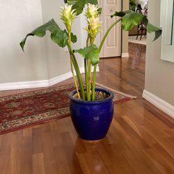 Silk  Siam Tulip In Blue Ceramic Pot