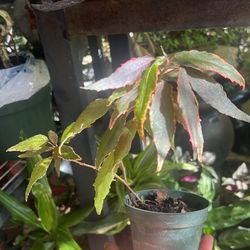 Acalypha wilkesiana Firestorm Live Plant