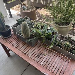 Succulents/Cactus