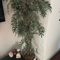 Large Decorative Indoor Plant