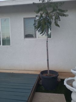 Jacaranda tree
