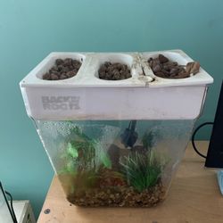 Fish Tank With Garden On Top