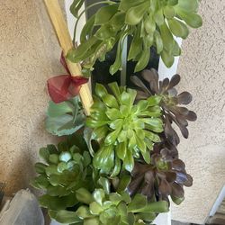 Succulents 