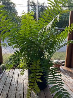 MACHO FERN